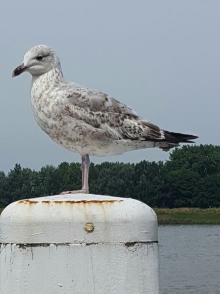 Gull